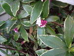 Winter Daphne